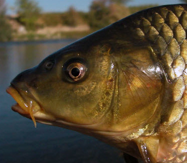 Cyprinus carpio_013.jpg